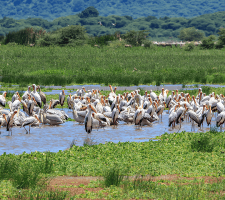 7 DAYS TANZANIA SAFARI