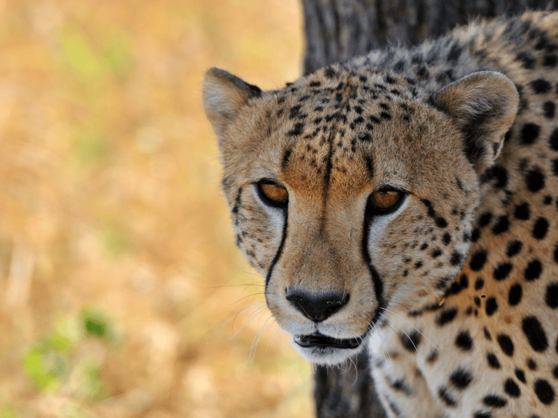 5 DAYS LUXURY TANZANIA SAFARI