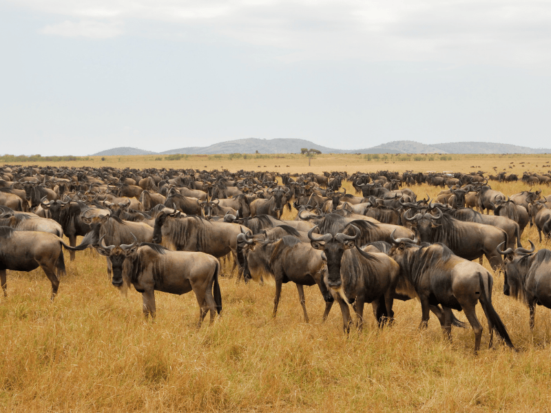 7 days Tanzania SAfari