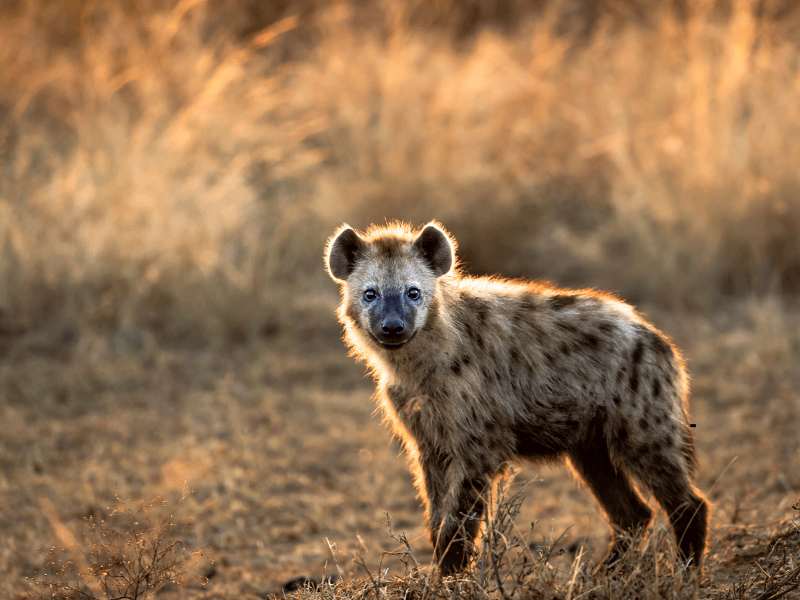 7 Days Tanzania Luxury SAfari