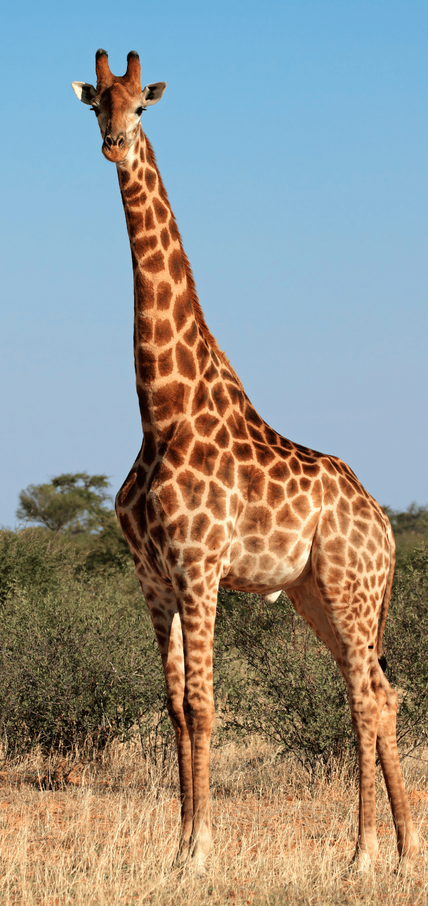 5 days Tanzania SAfari