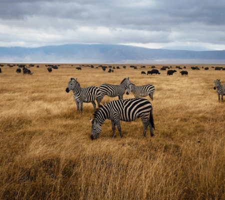 6 days tanzania safari