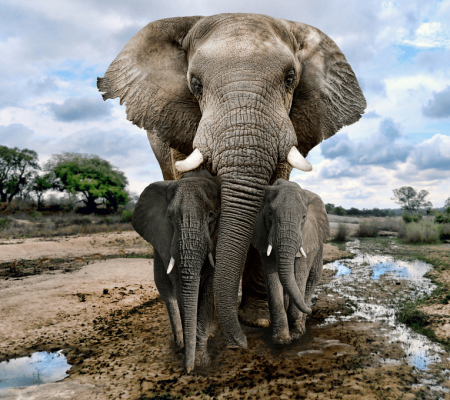 8 DAYS TANZANIA SAFARI